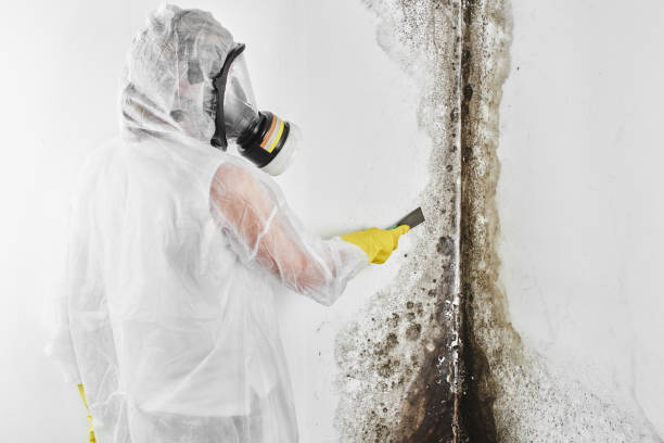 Best Commercial Mold Inspection  in Milford, PA